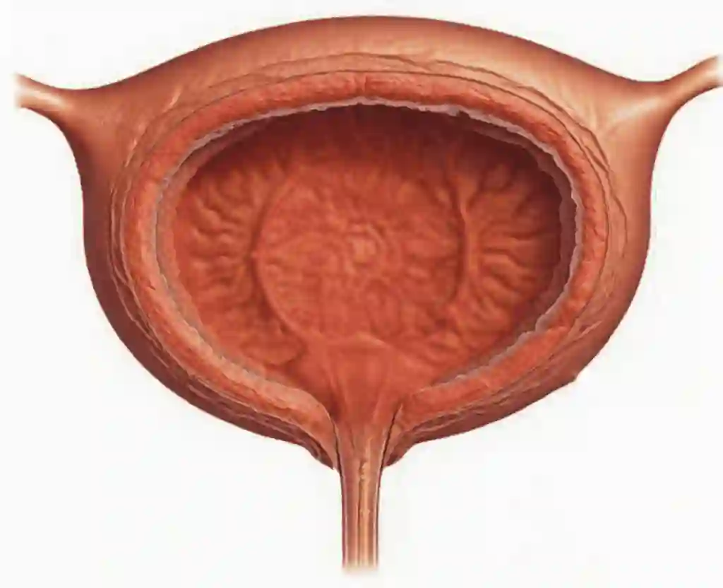 bladder