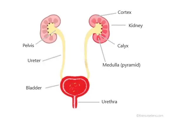 Anatomy of the urinary system