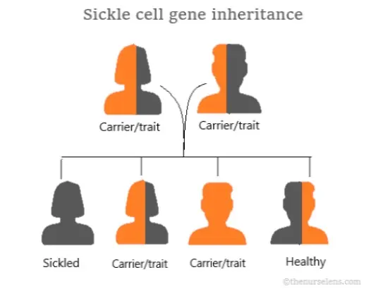 sickle cell inheritance