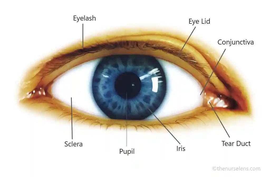 anatomy of the eye