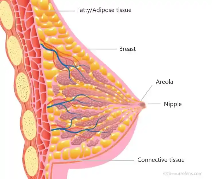 Structure of the breast